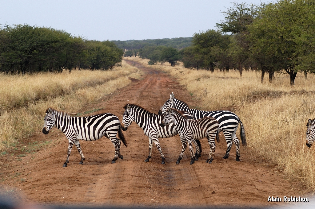 Tanzanie0119EPV0139.jpg