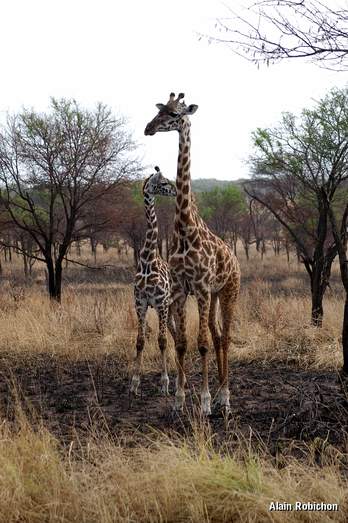 Tanzanie0126EPV0146.jpg