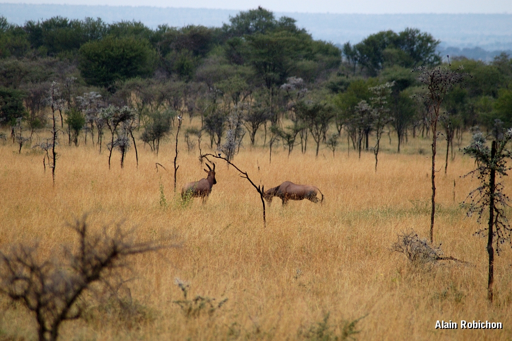 Tanzanie0130EPV0151.jpg