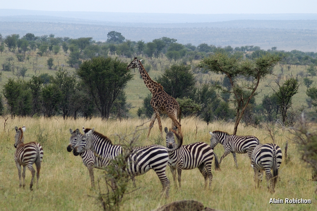 Tanzanie0136EPV0157.jpg