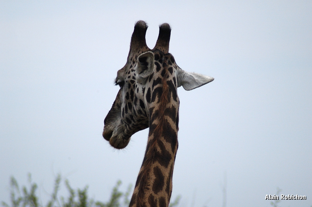 Tanzanie0143EPV0164.jpg