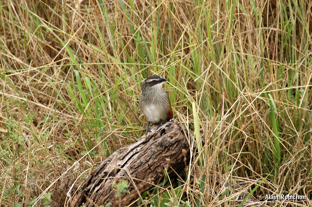 Tanzanie0158EPV0179.jpg