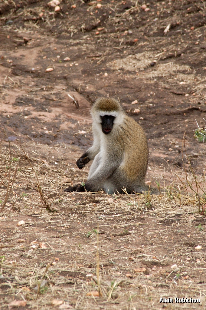 Tanzanie0168EPV0189.jpg