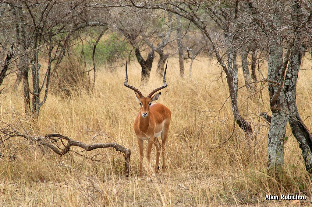 Tanzanie0174EPV0196.jpg
