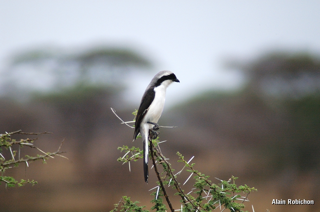 Tanzanie0181EPV0203.jpg