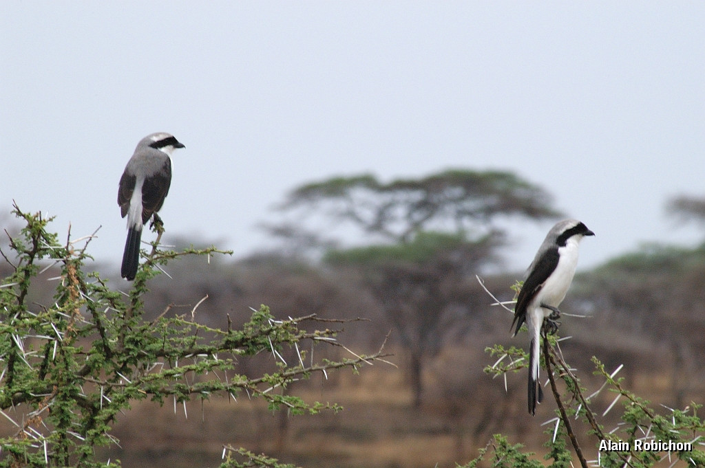 Tanzanie0183EPV0205.jpg