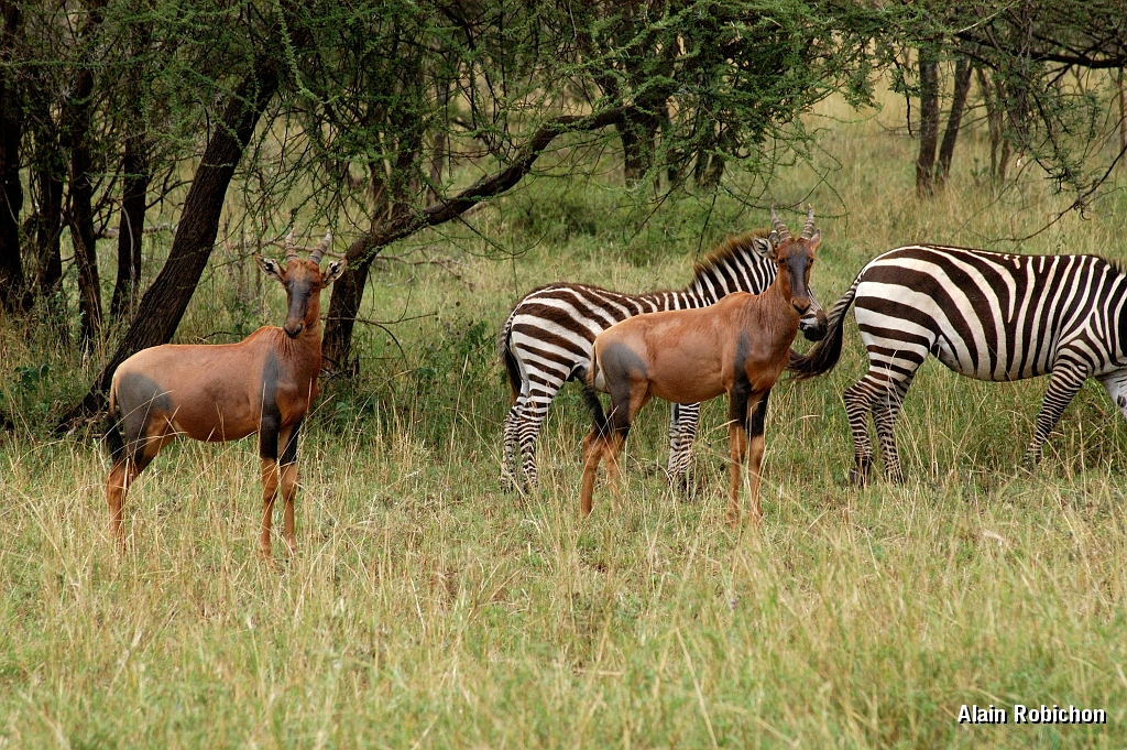 Tanzanie0188EPV0210.jpg