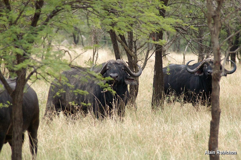 Tanzanie0191EPV0213.jpg