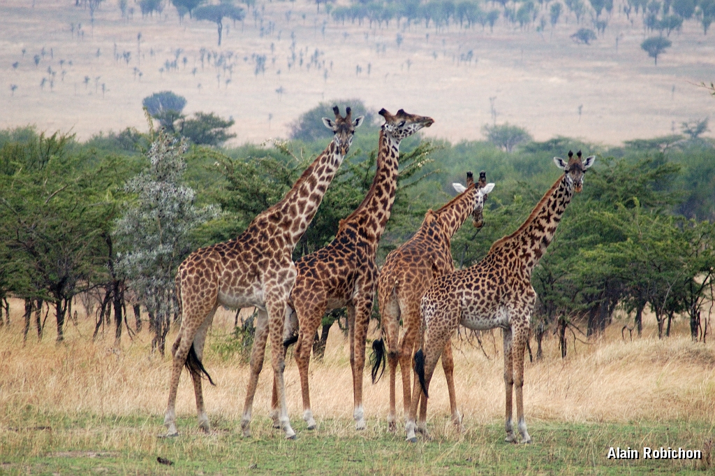 Tanzanie0200EPV0222.jpg