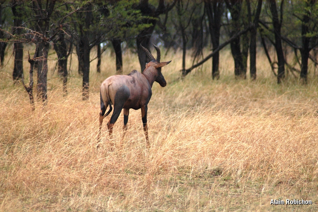Tanzanie0204EPV0226.jpg