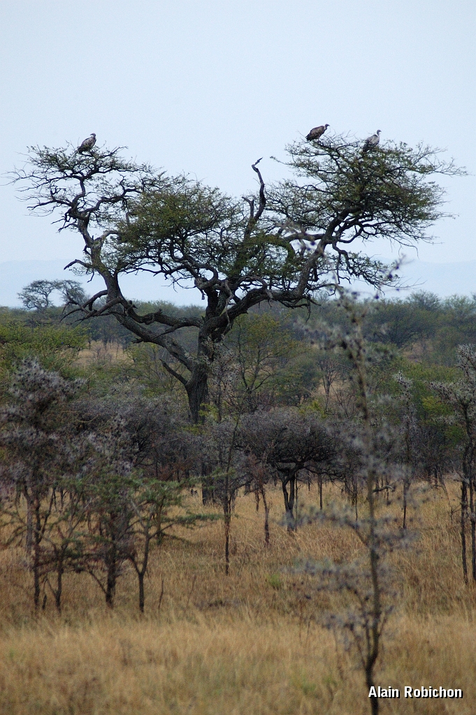 Tanzanie0208EPV0230.jpg