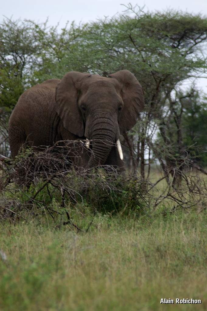 Tanzanie0226EPV0252.jpg