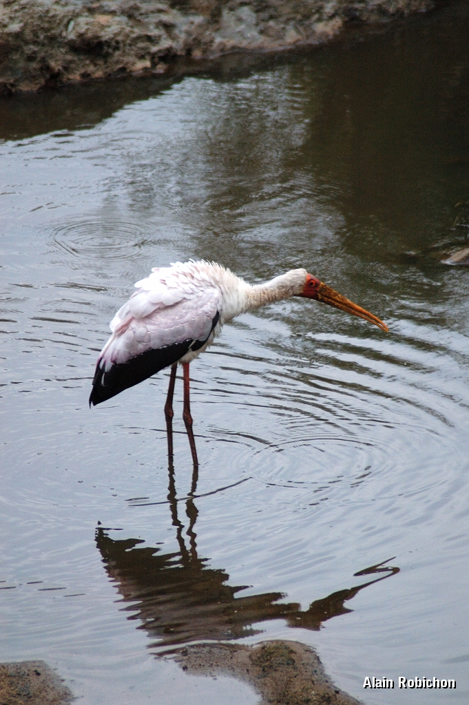Tanzanie0230EPV0256.jpg