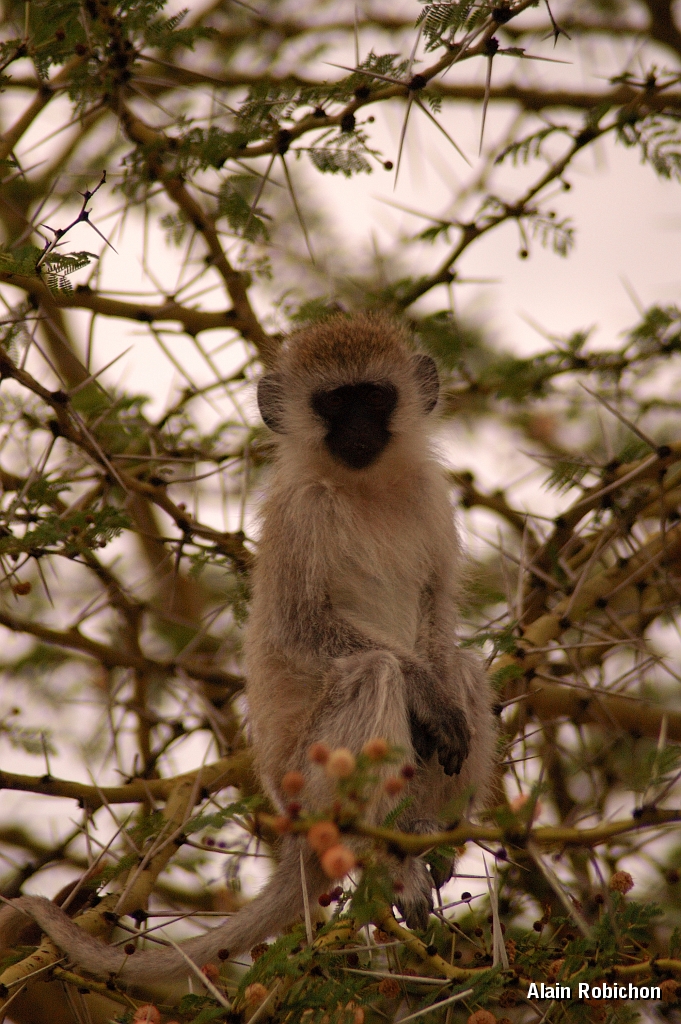 Tanzanie0238EPV0264.jpg