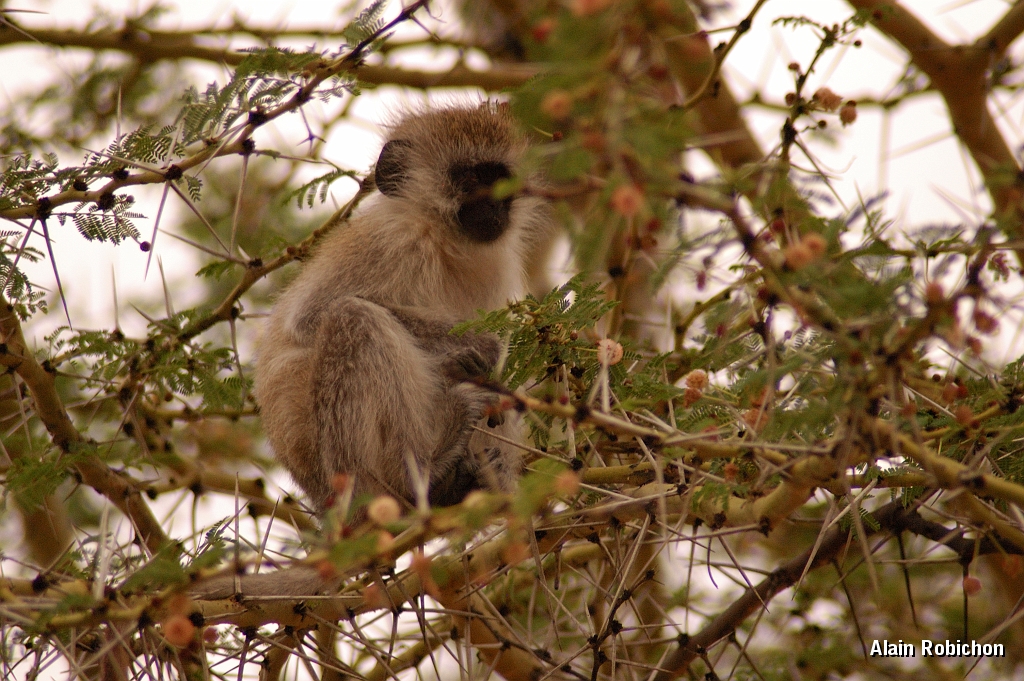 Tanzanie0239EPV0265.jpg