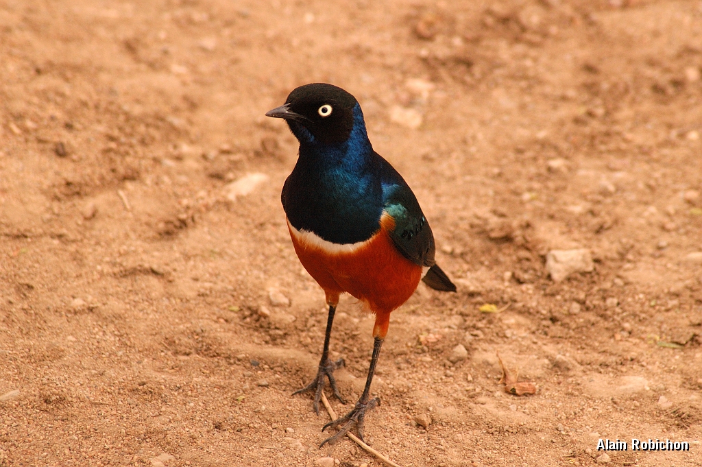 Tanzanie0252EPV0278.jpg