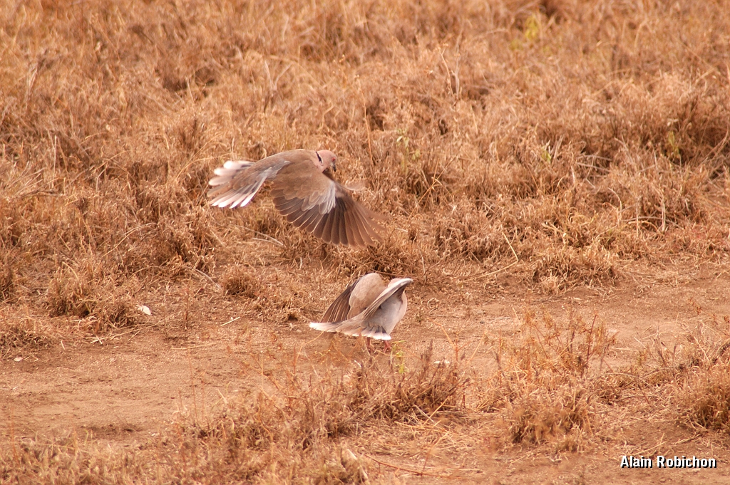 Tanzanie0255EPV0281.jpg
