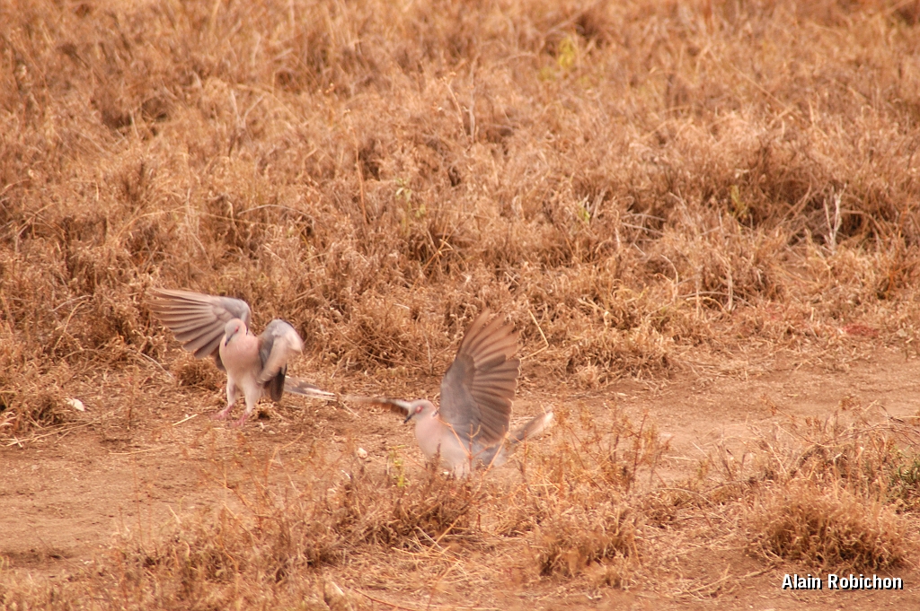 Tanzanie0256EPV0282.jpg