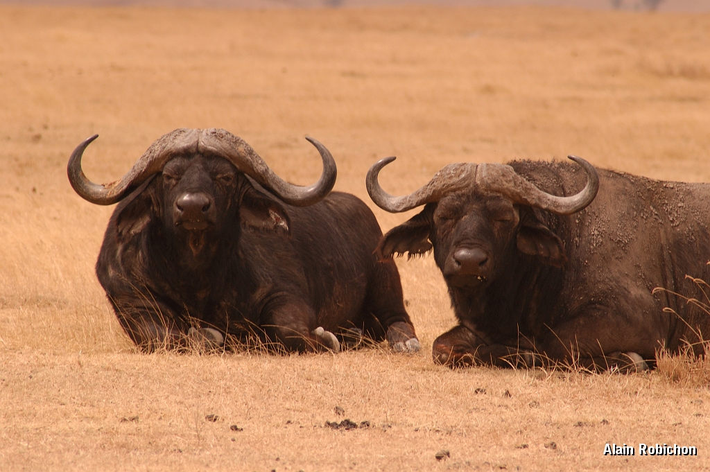 Tanzanie0275EPV0301.jpg