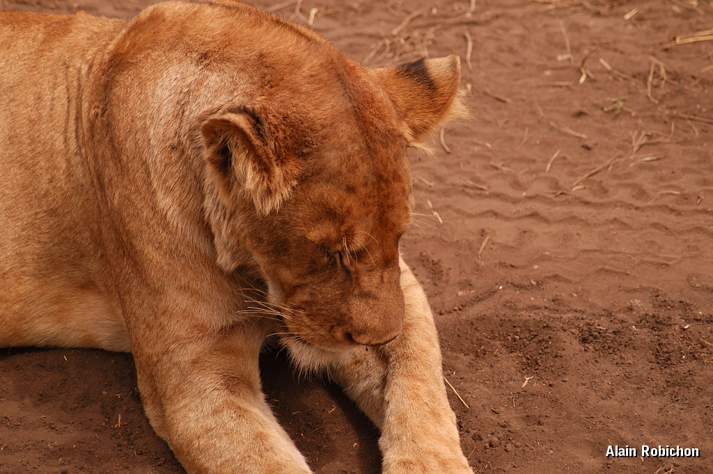 Tanzanie0285EPV0311.jpg