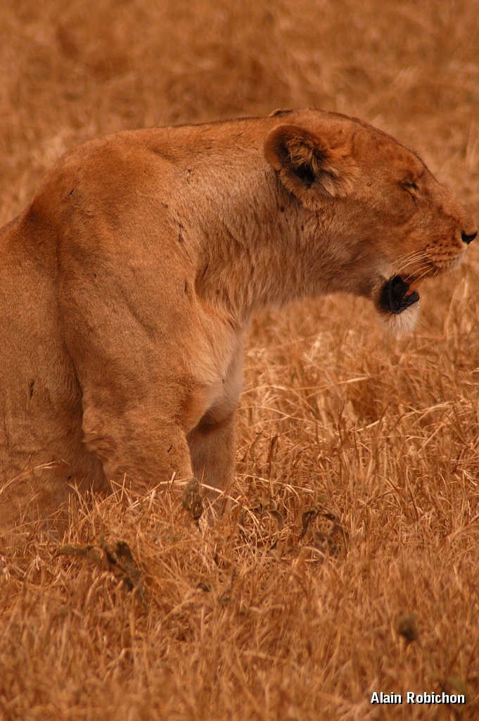 Tanzanie0287EPV0313.jpg