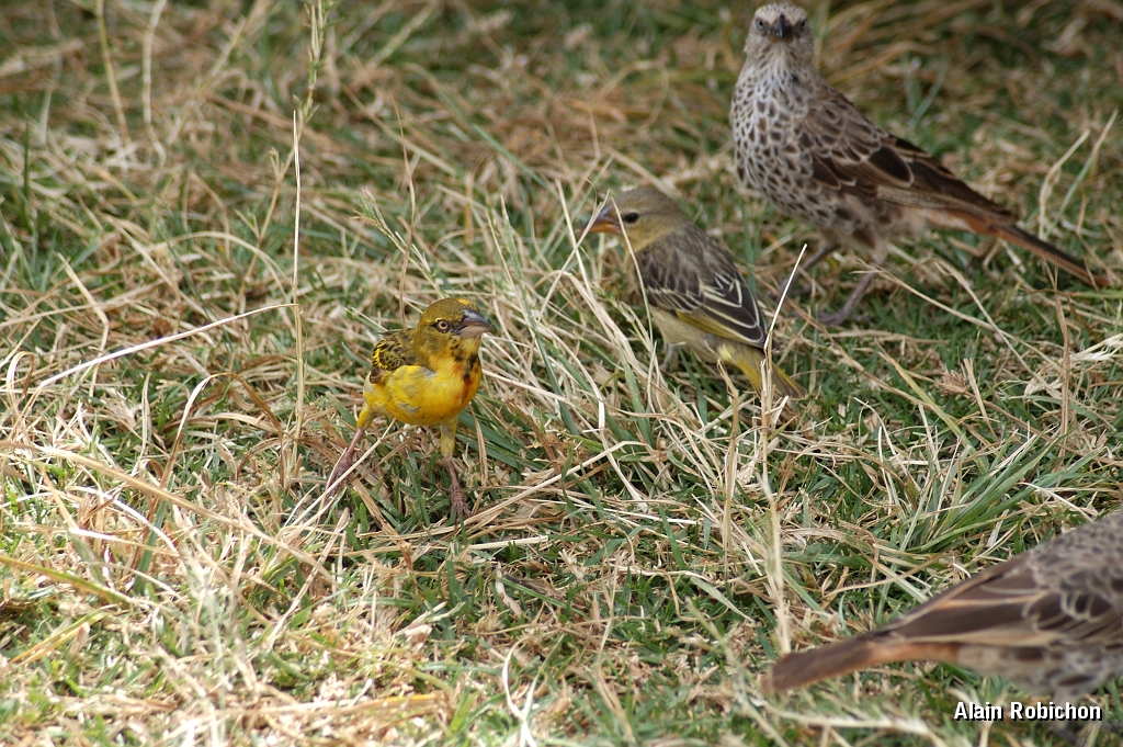 Tanzanie0297EPV0324.jpg