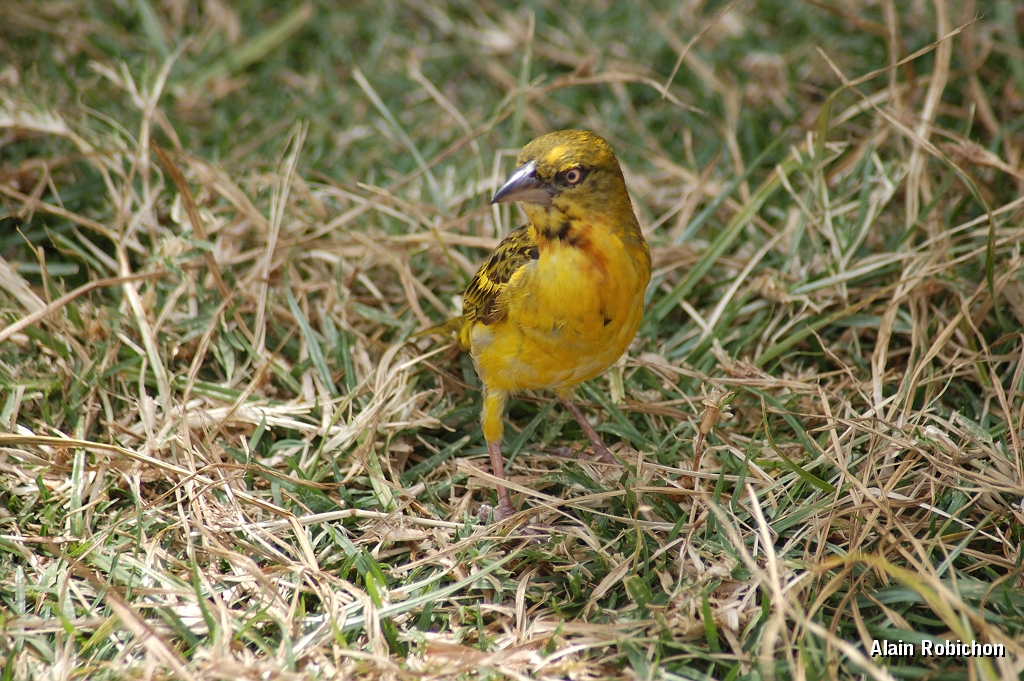 Tanzanie0299EPV0326.jpg