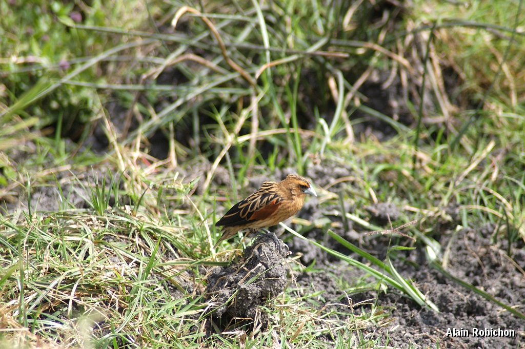 Tanzanie0304EPV0331.jpg