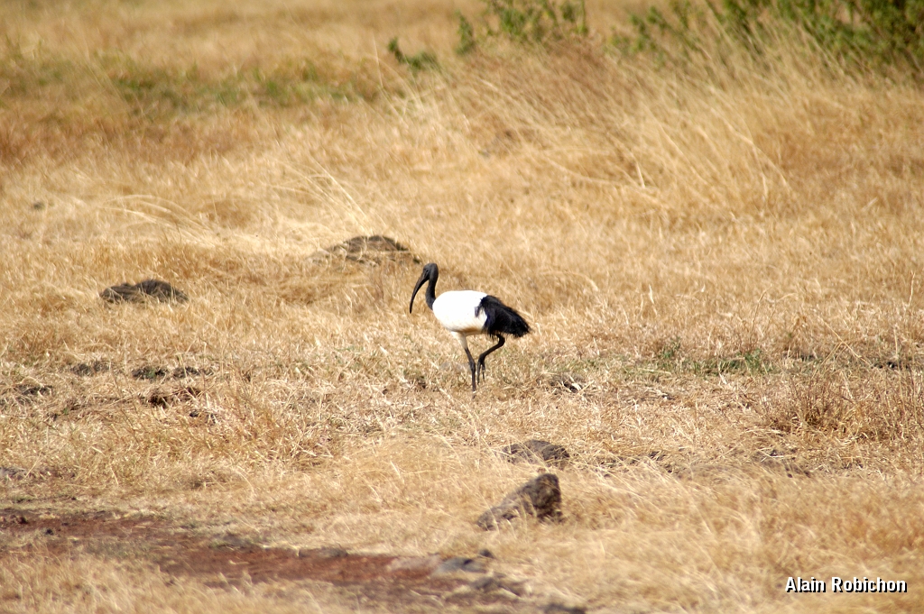 Tanzanie0318EPV0345.jpg