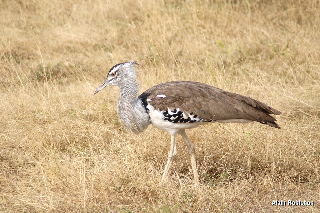 Tanzanie0321EPV0348.jpg