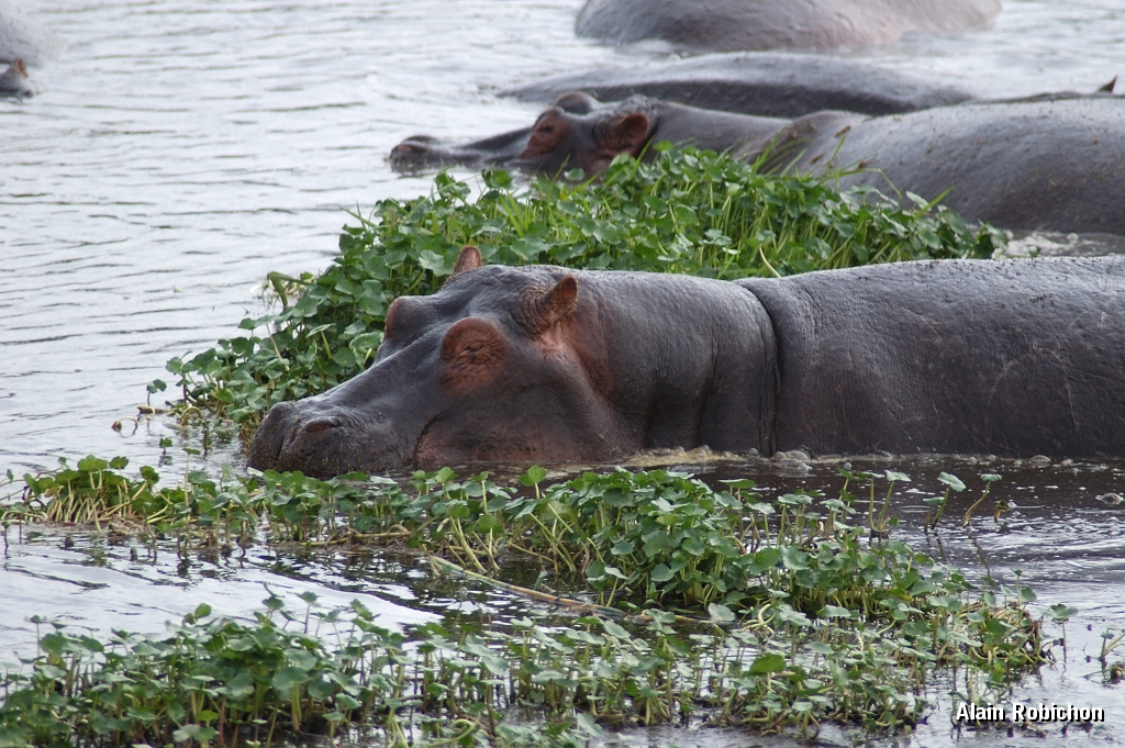 Tanzanie0327EPV0354.jpg