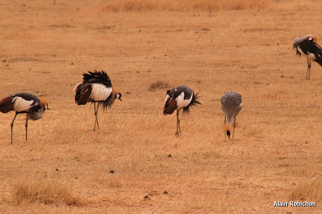 Tanzanie0337EPV0364.jpg