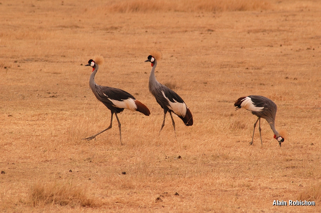 Tanzanie0338EPV0365.jpg