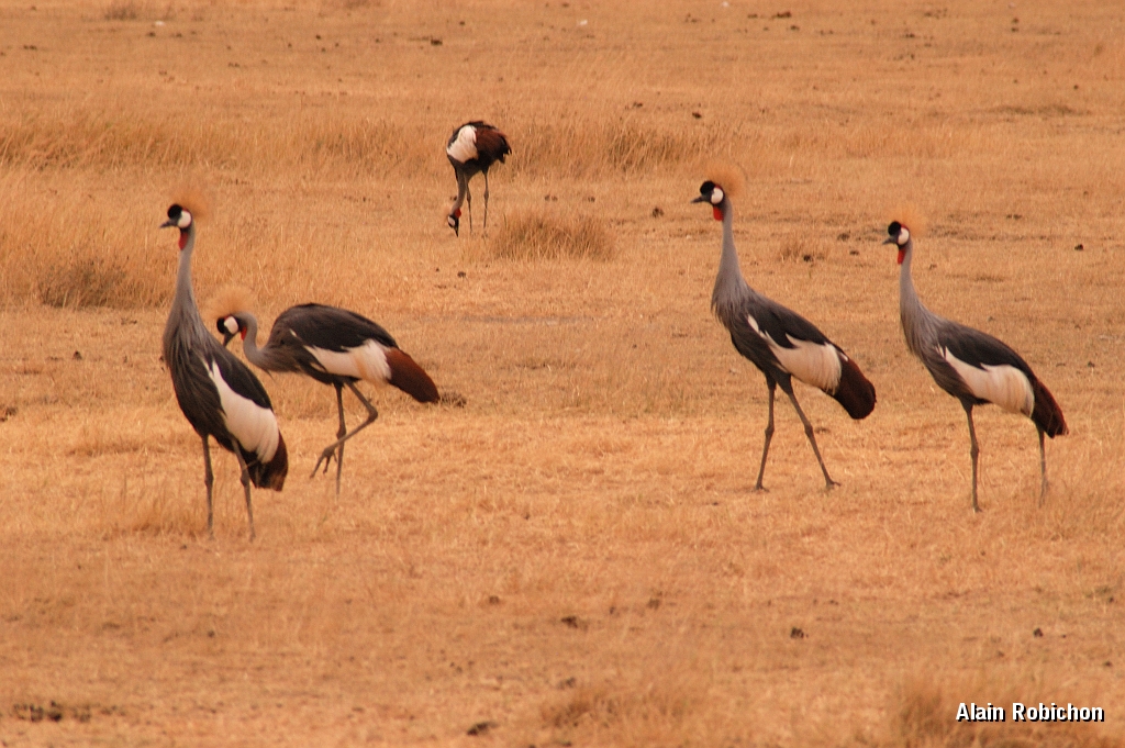Tanzanie0339EPV0366.jpg