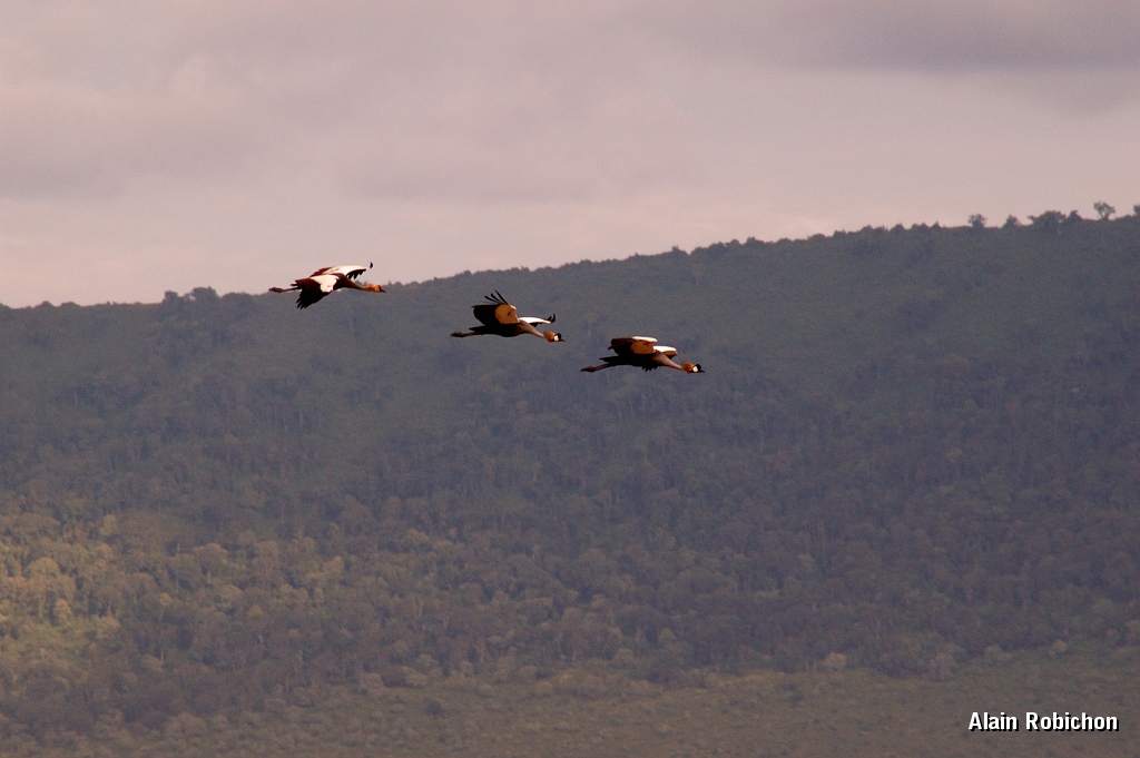 Tanzanie0341EPV0368.jpg