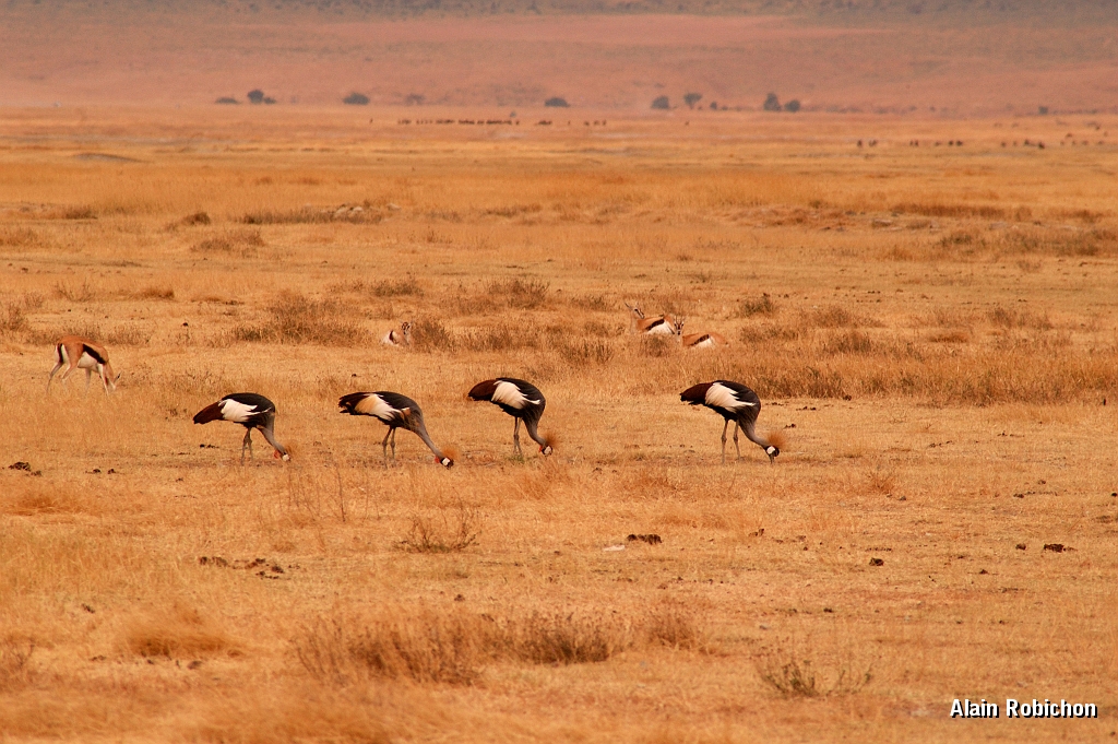 Tanzanie0343EPV0370.jpg