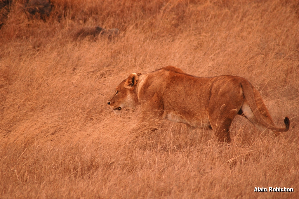 Tanzanie0347EPV0374.jpg