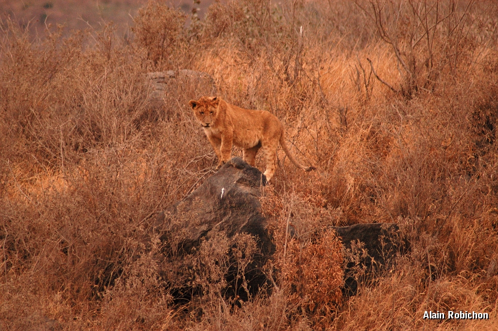 Tanzanie0353EPV0380.jpg