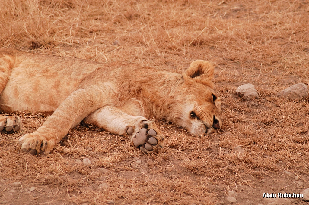 Tanzanie0359EPV0386.jpg