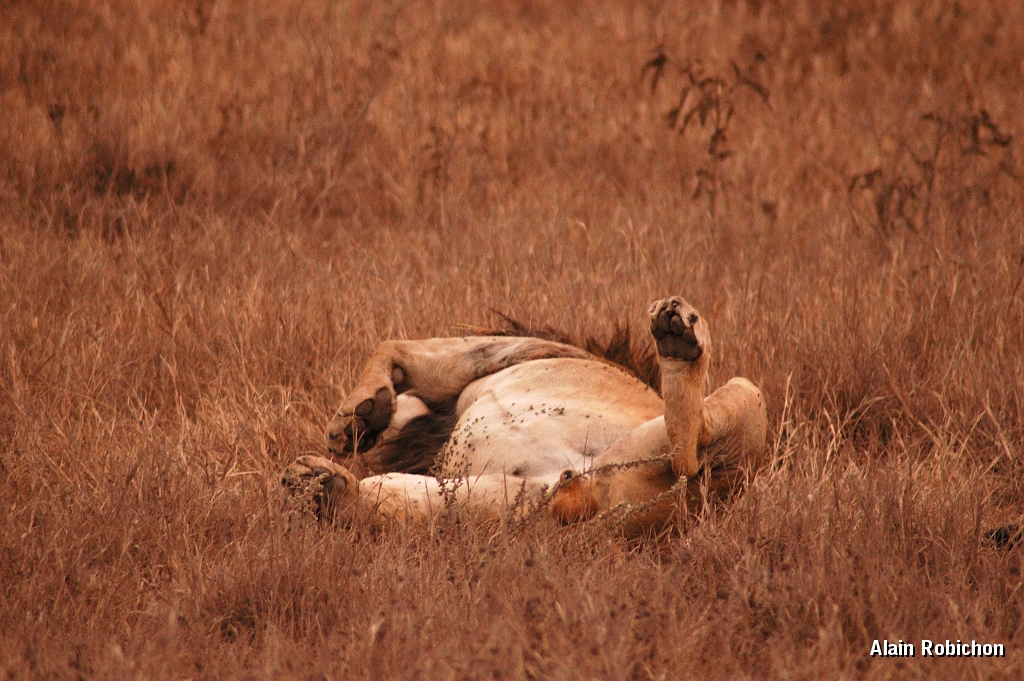 Tanzanie0363EPV0390.jpg