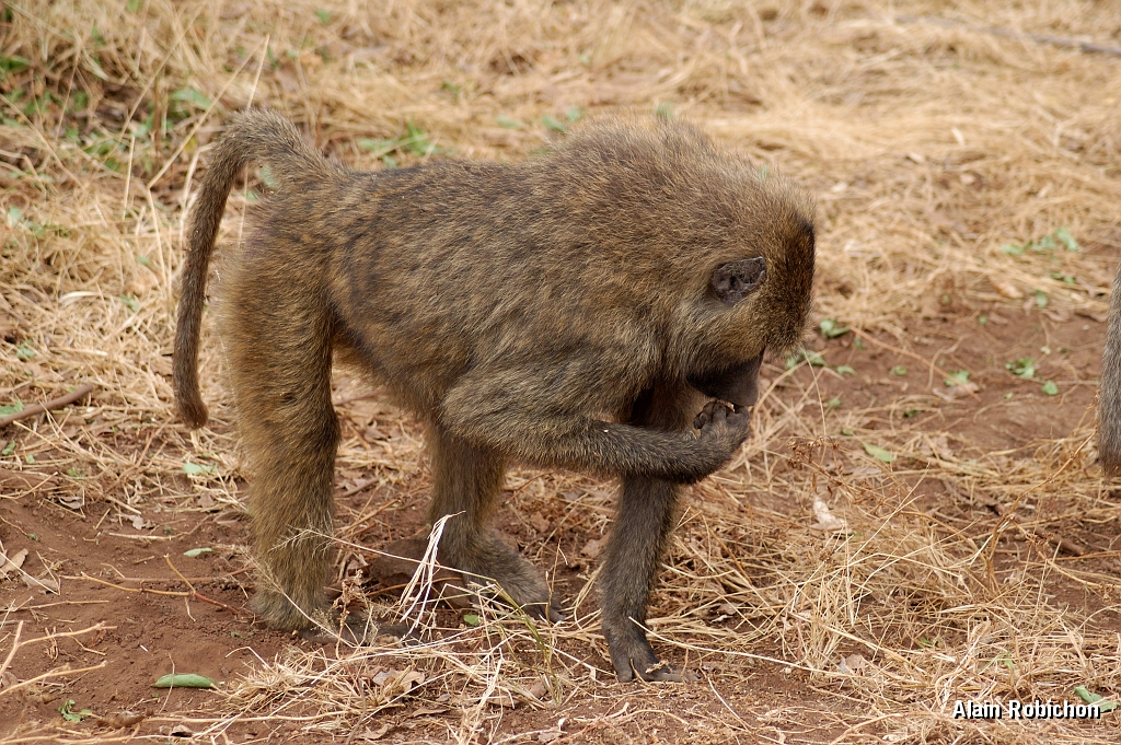 Tanzanie0375EPV0402.jpg