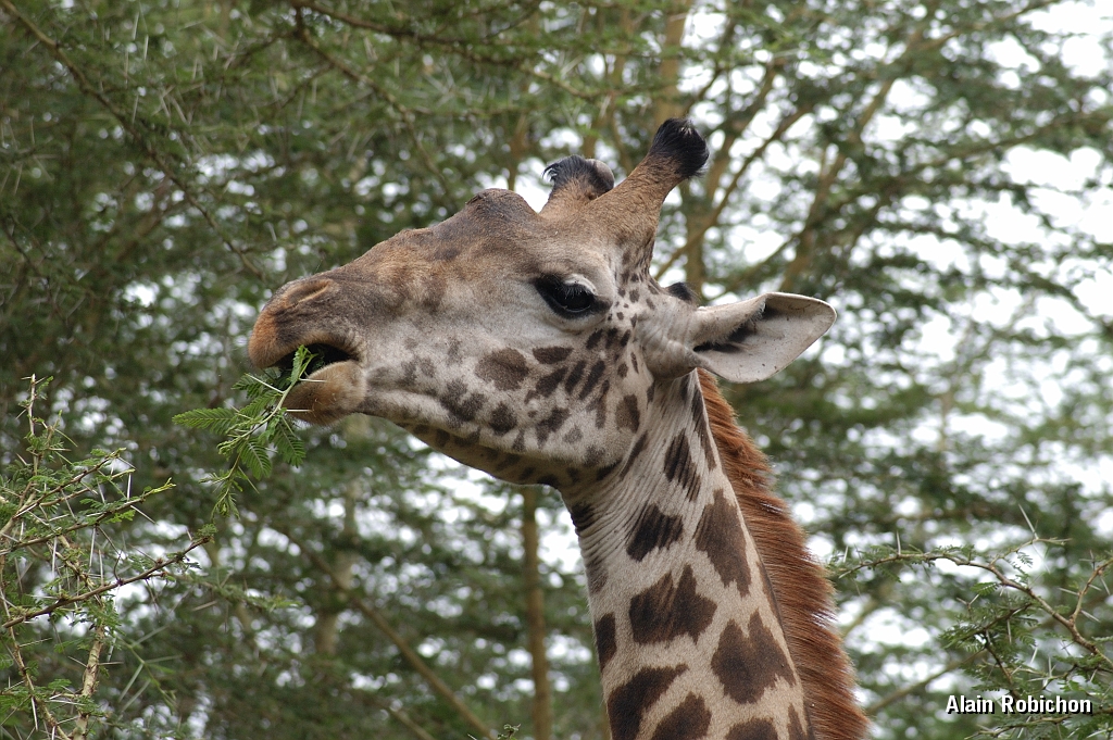 Tanzanie0377EPV0404.jpg