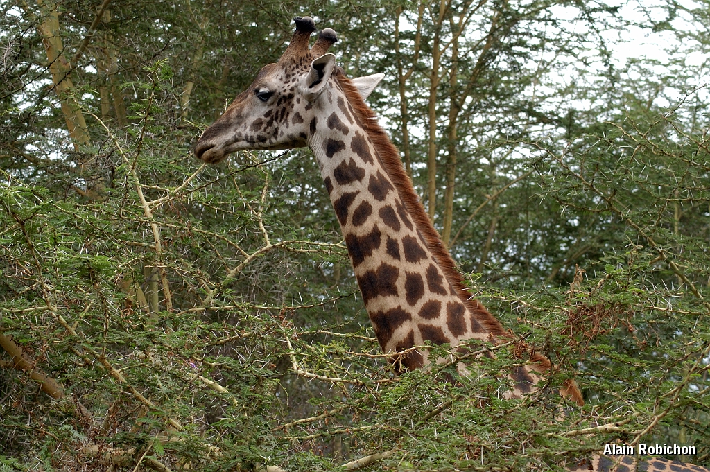Tanzanie0379EPV0406.jpg