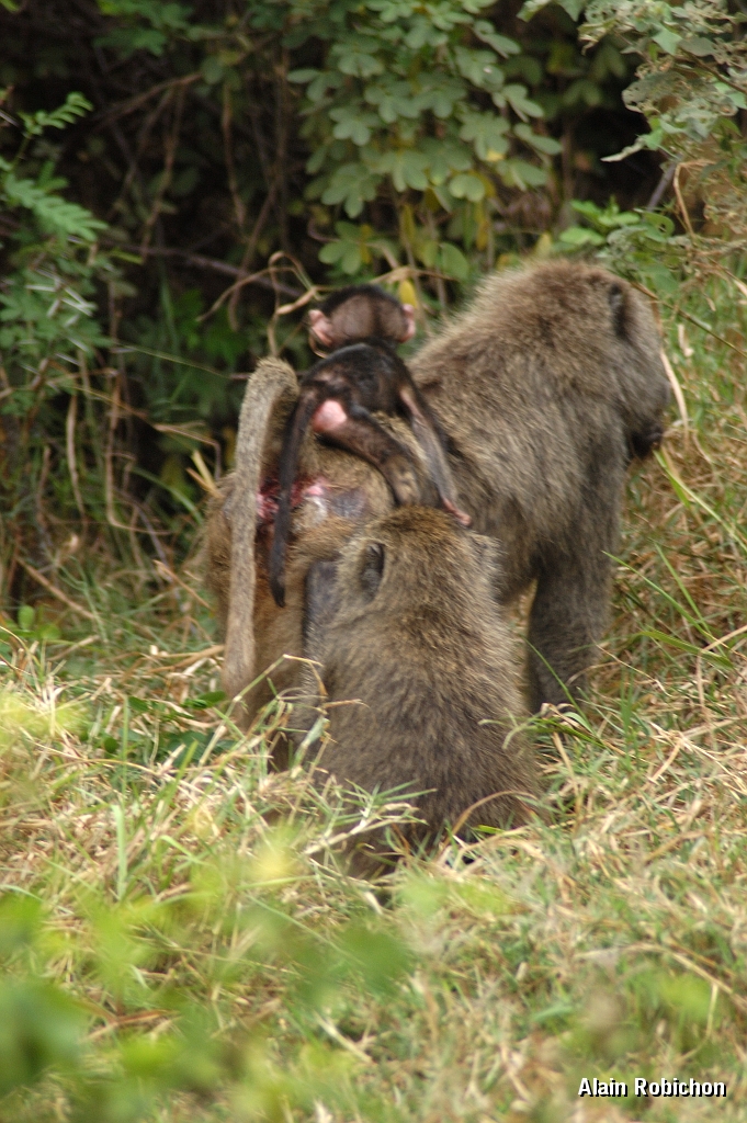 Tanzanie0381EPV0408.jpg