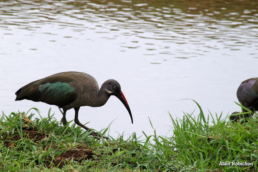 Tanzanie0385EPV0412.jpg