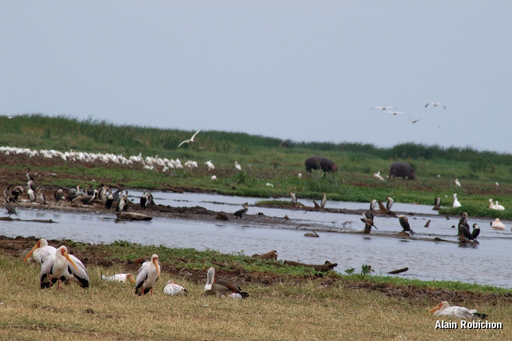 Tanzanie0386EPV0413.jpg
