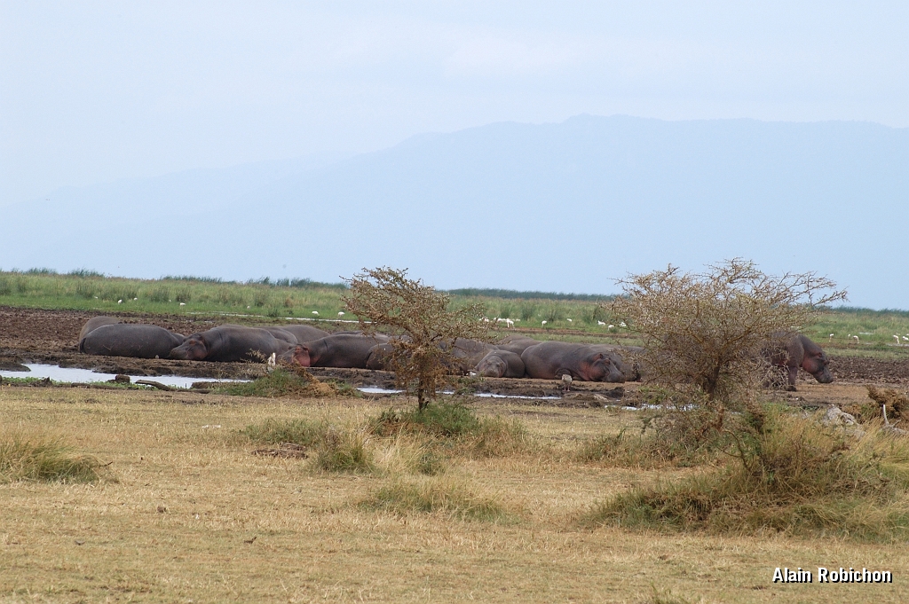 Tanzanie0387EPV0414.jpg