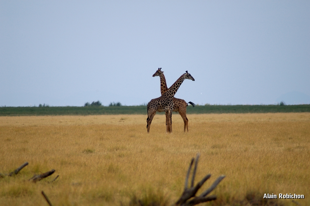 Tanzanie0391EPV0418.jpg