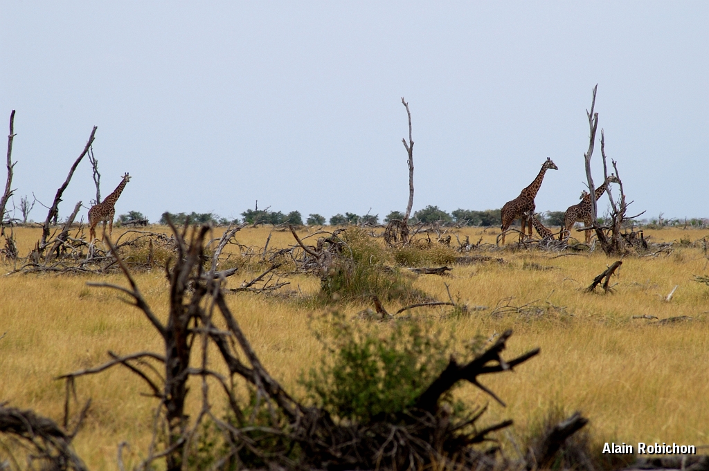 Tanzanie0393EPV0420.jpg