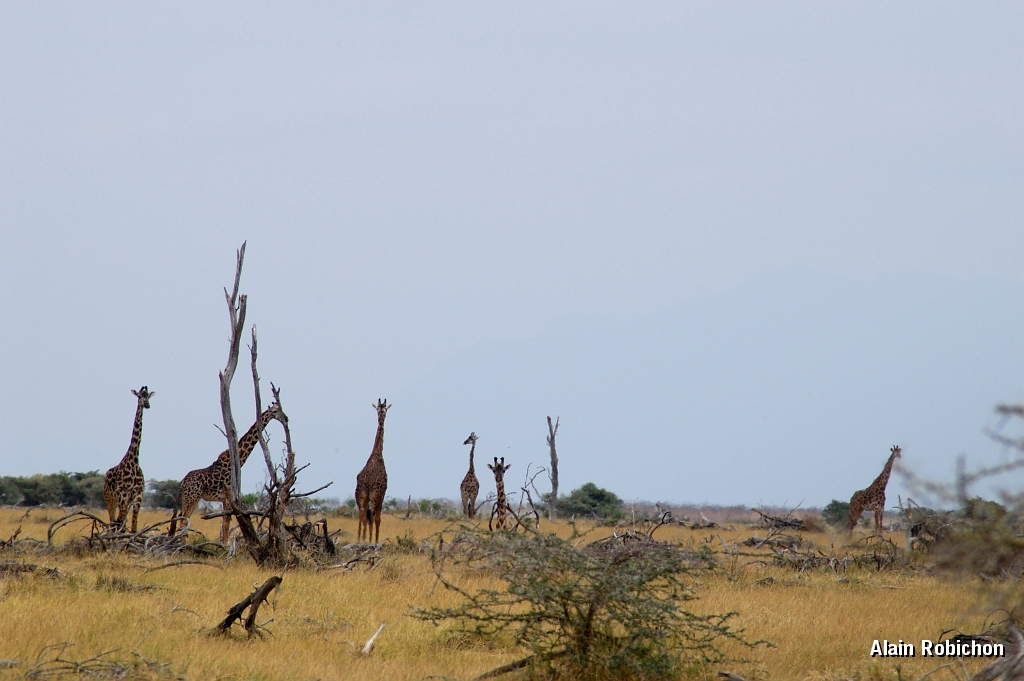 Tanzanie0395EPV0422.jpg